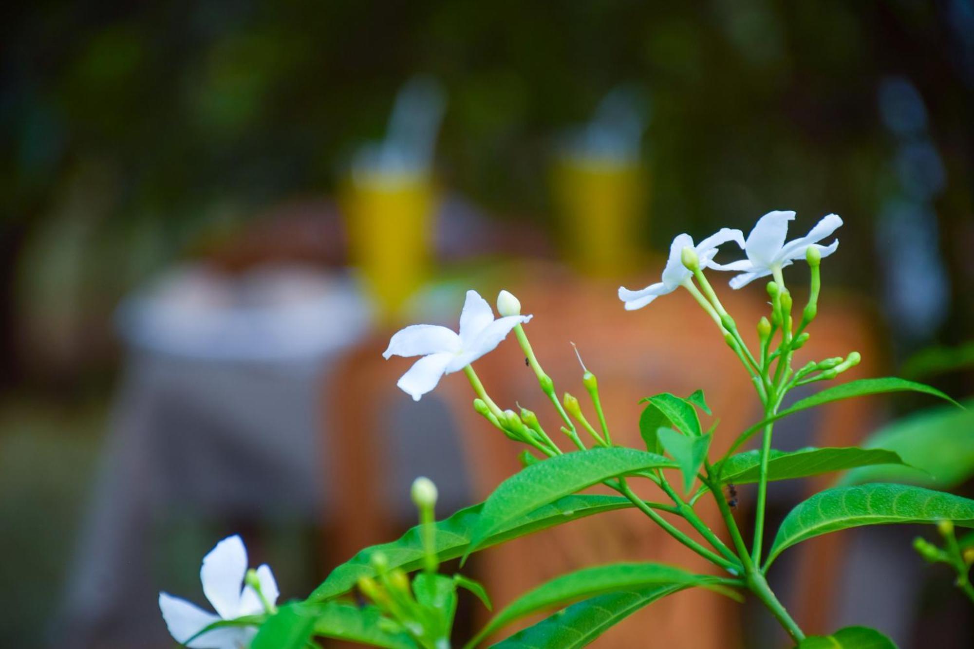 Senu Homestay Sigiriya Exteriör bild