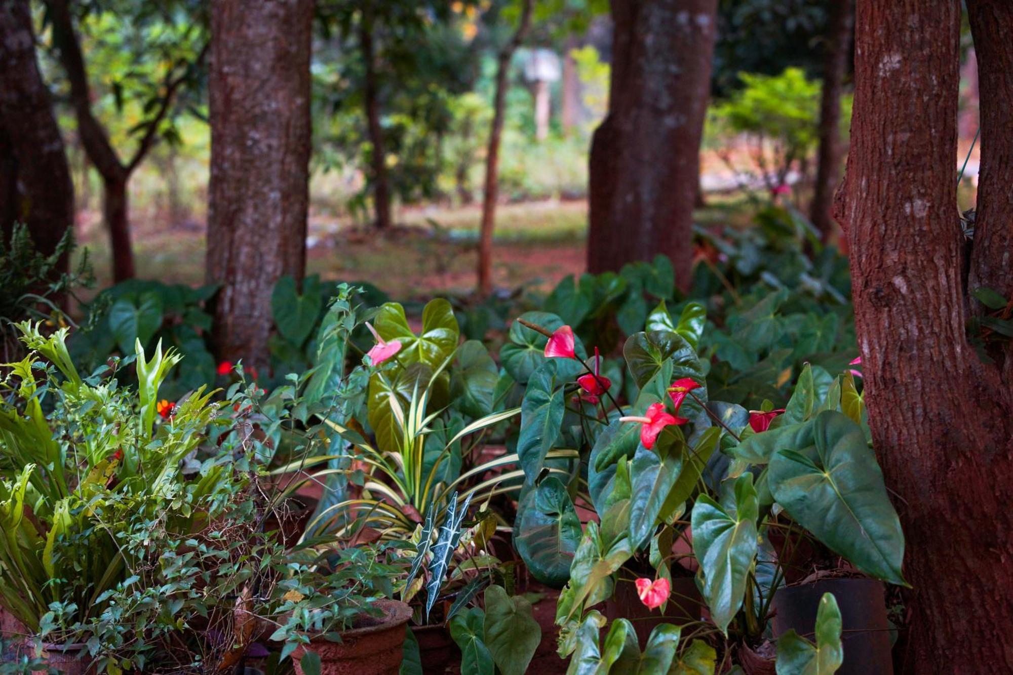 Senu Homestay Sigiriya Exteriör bild
