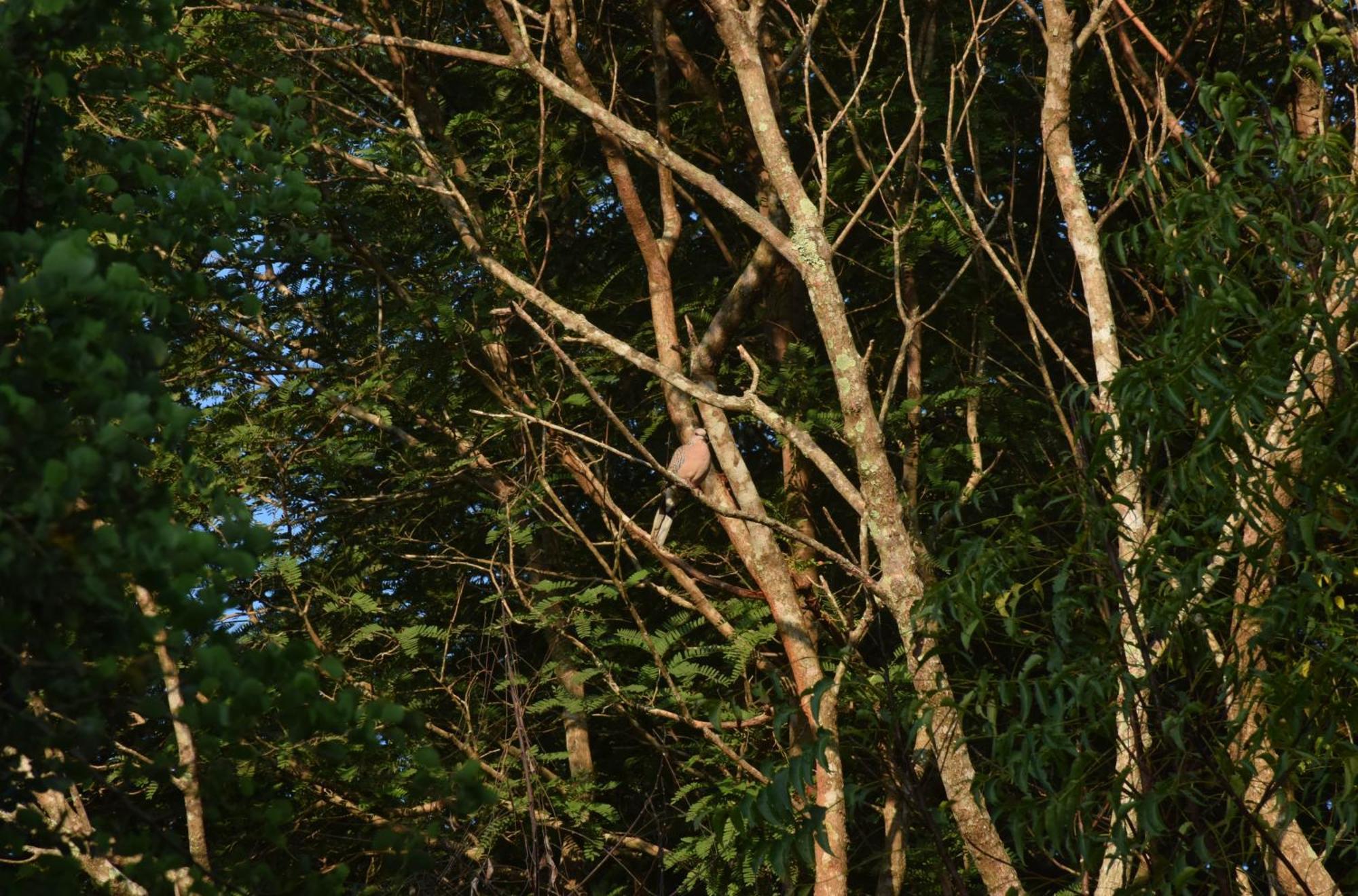 Senu Homestay Sigiriya Exteriör bild